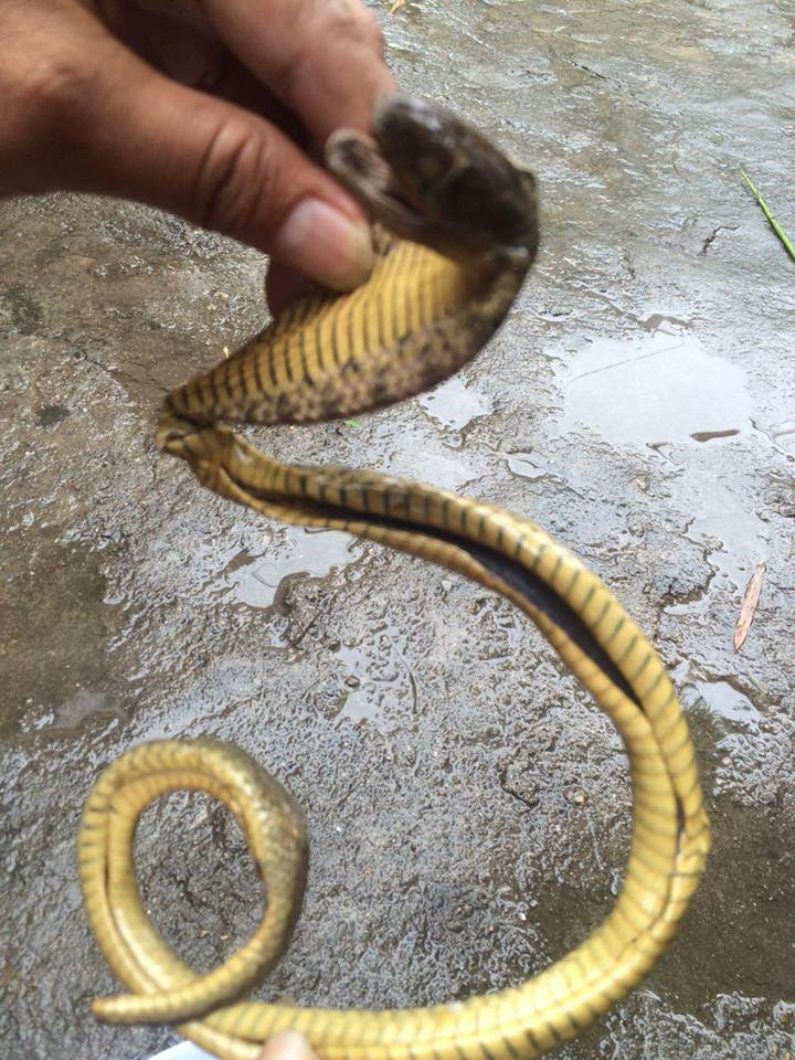 snake w2