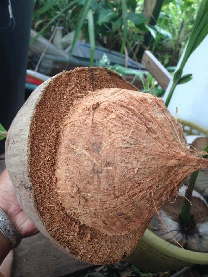 a coconut1