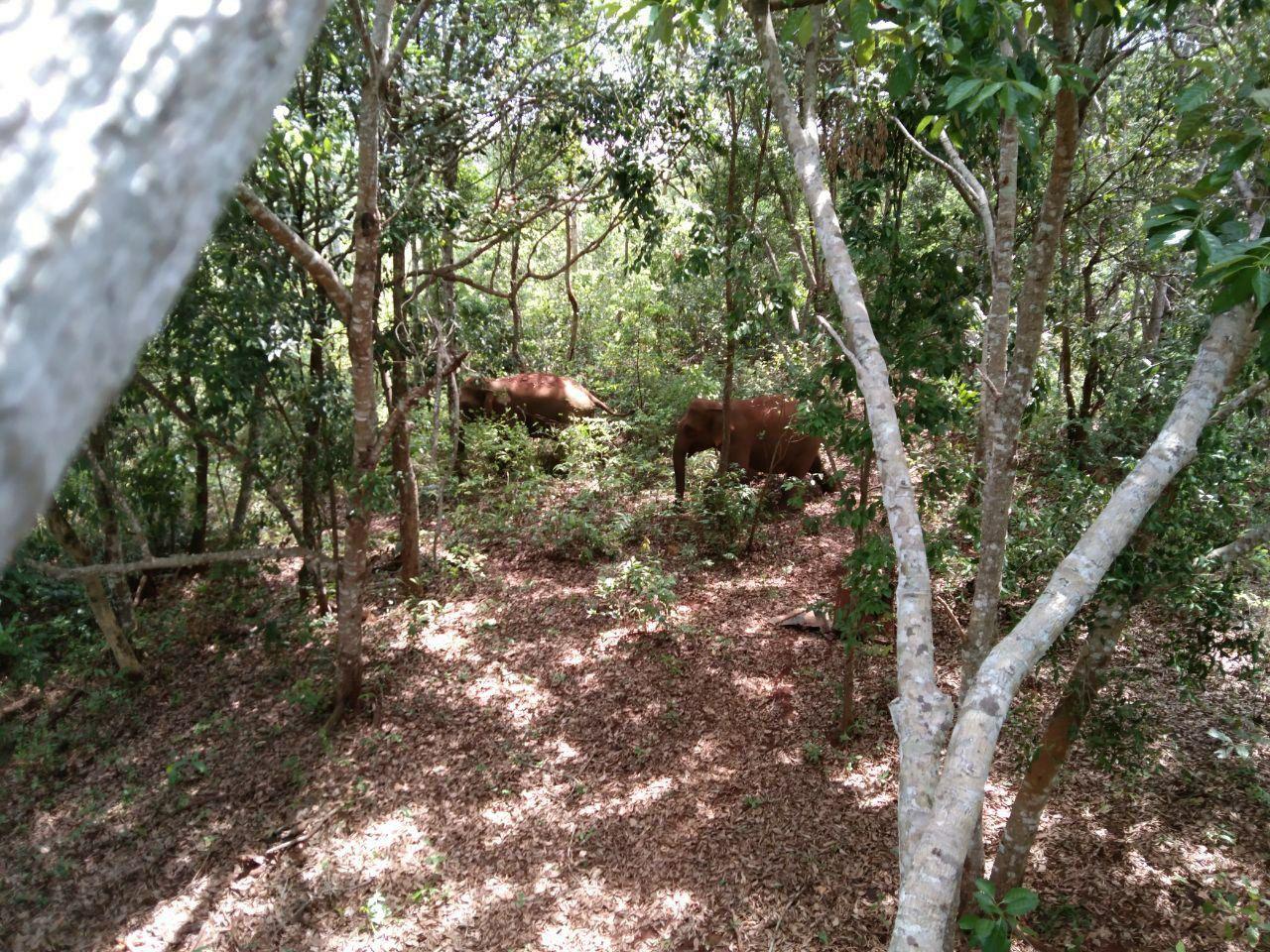 a elefen