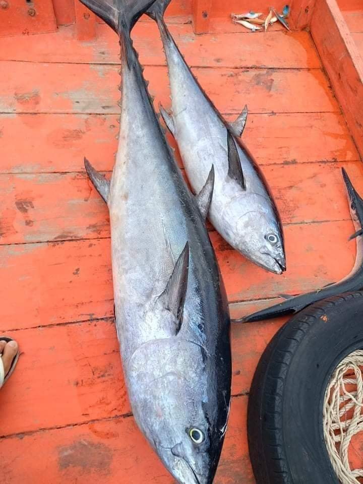 a fish tuna1