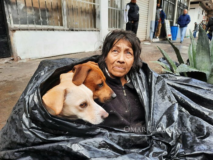 a dog love