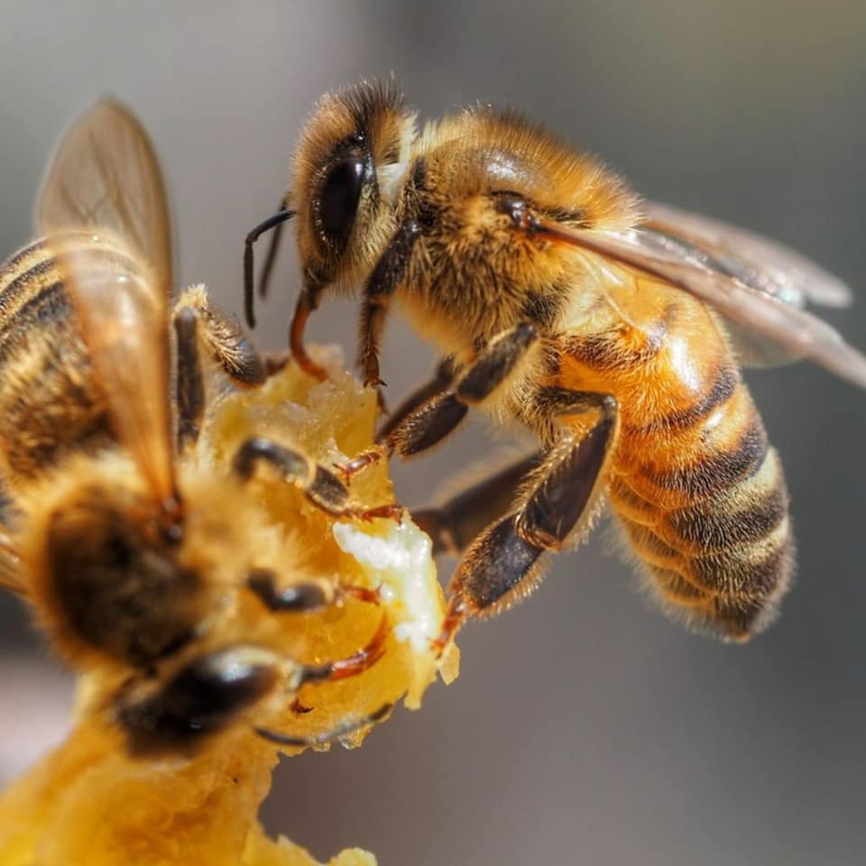 a bee