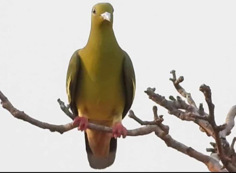 a bird poul