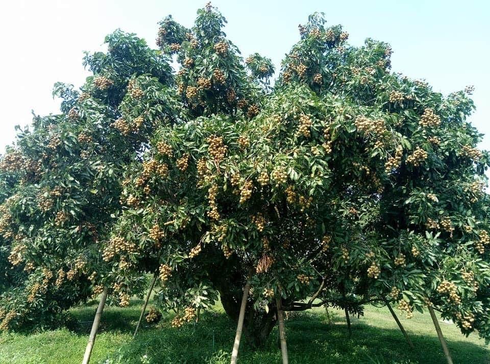 a paylin fruit