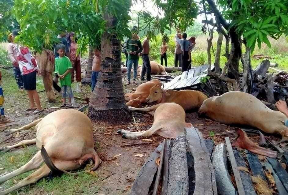 a cow die