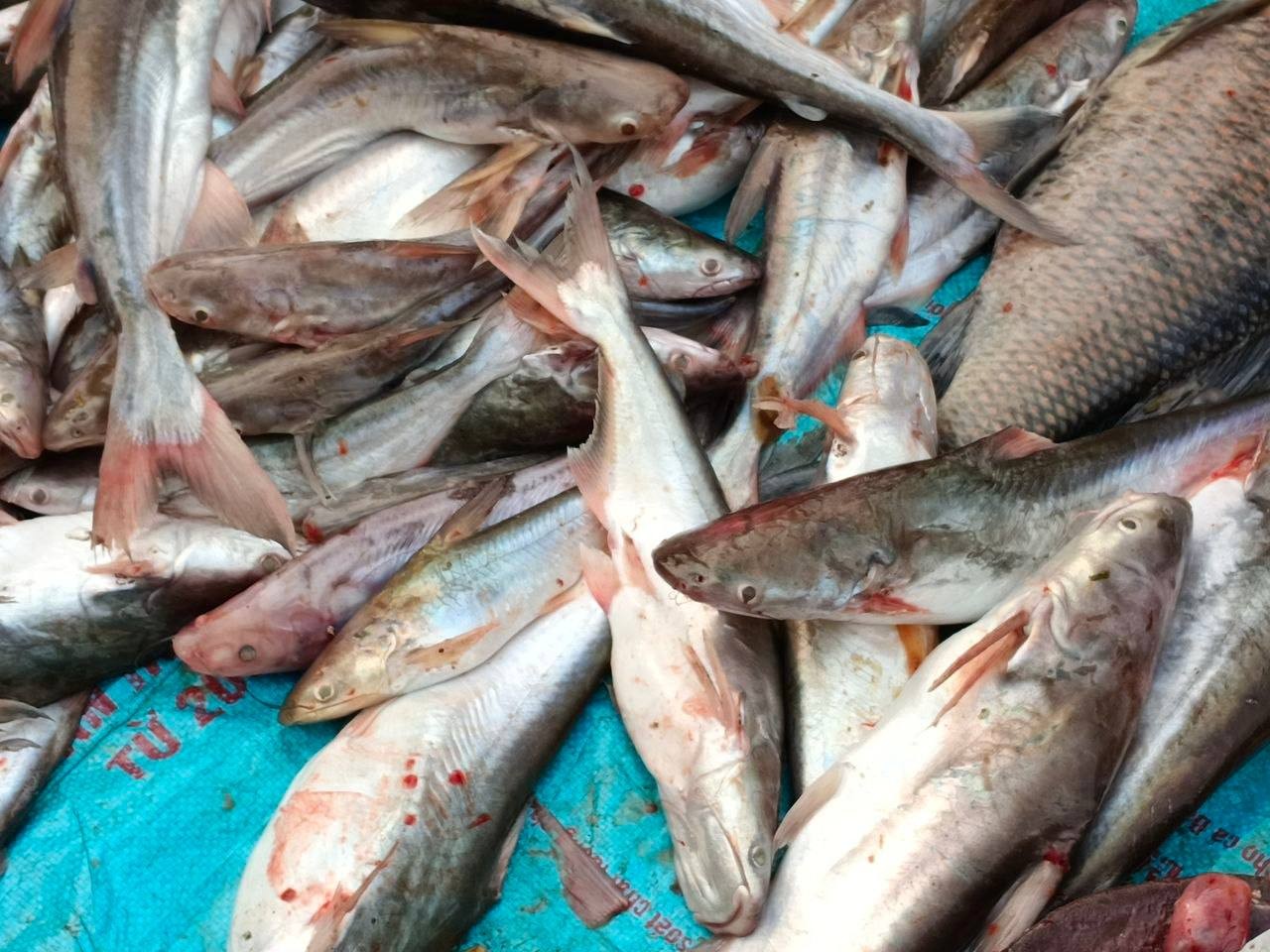 a fish steung