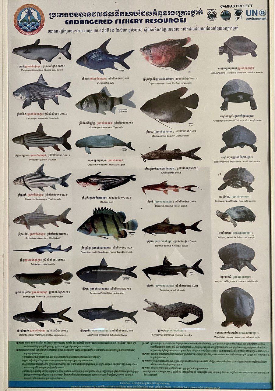 a fish sell1