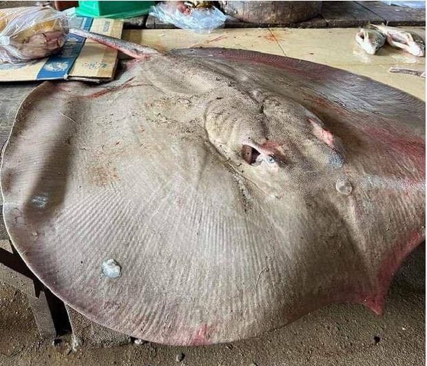 a fish sella