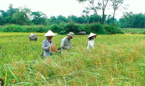 a rice vn1