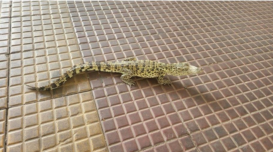 a crocodil2