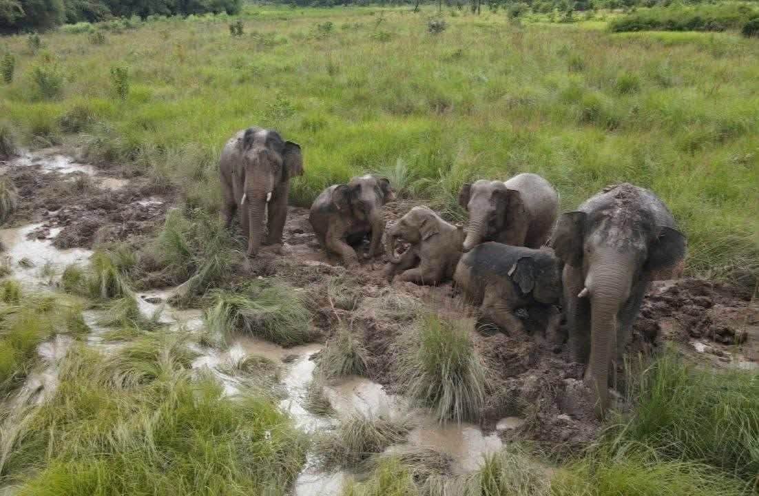 a elefen preah1
